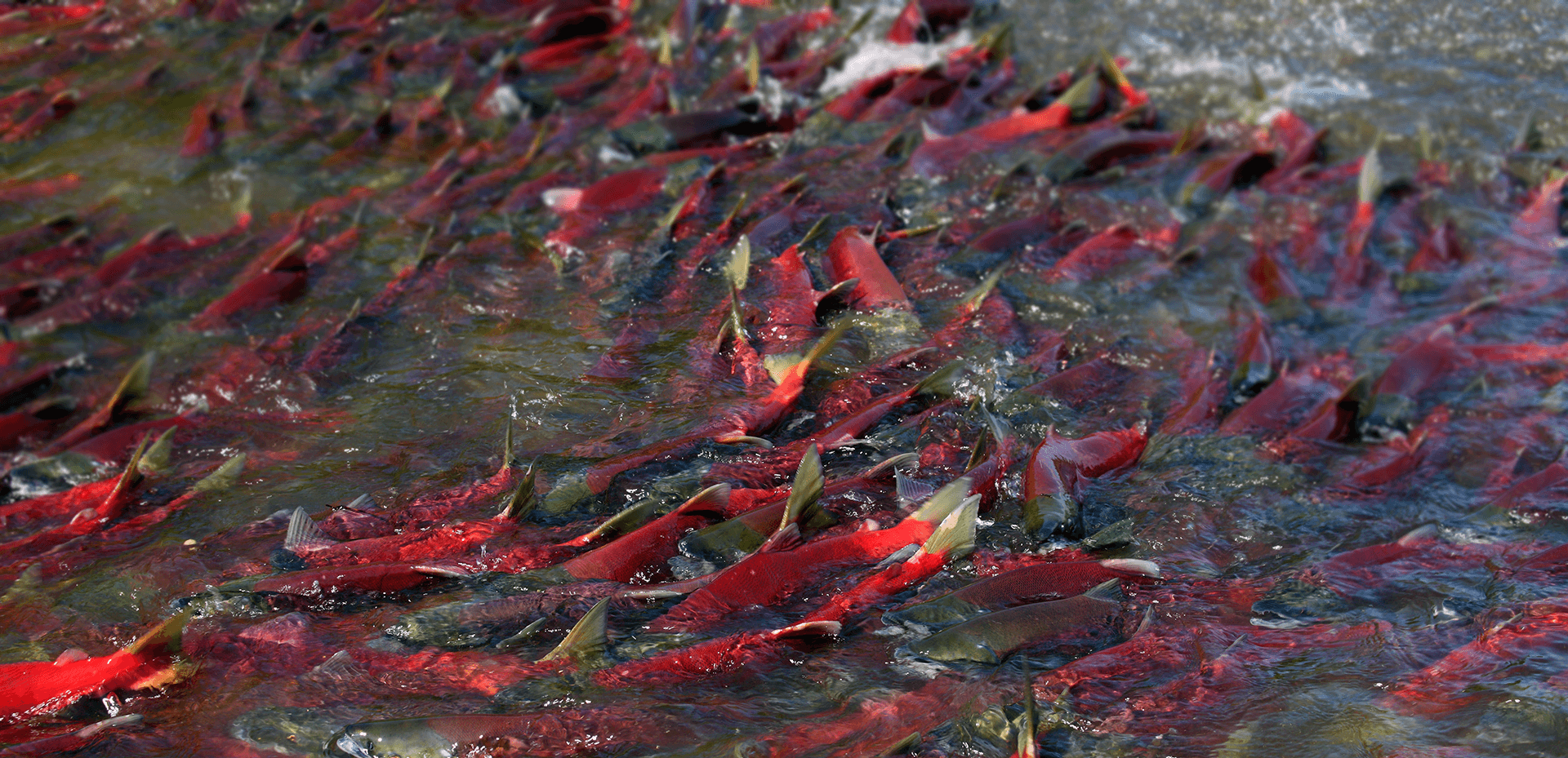 Красное озеро рыба. Лосось Дальневосточный нерка. Нерка Камчатка. Лосось нерка нерест. Курильское озеро нерест нерки.